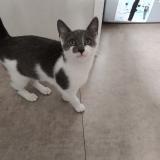 Picture of cat found at Bouguenais