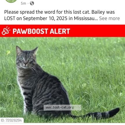 Photo 1/1 Bailey Chat lost in Mississauga