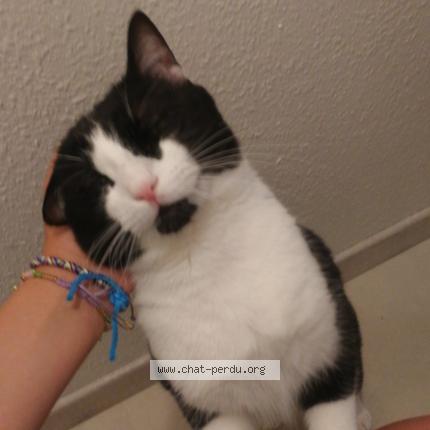 Photo 1/1 Maki Chat lost in Obernai