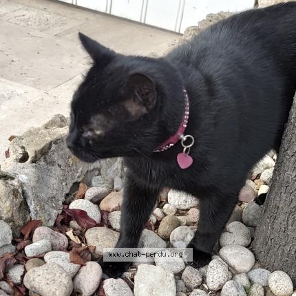 Photo 1/1 Found cat Found in Deauville