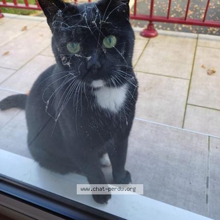 Photo 3/3 FELIX Chat lost in Luzeret