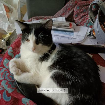 Photo 1/1 Cic&eacute;ron Chat lost in Saint leu la foret