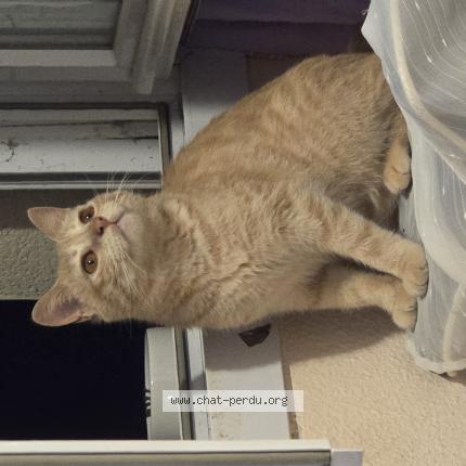 Photo 1/1 Luffy Chat lost in Capdenac gare