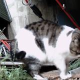 Picture of cat lost at Issy Les Moulineaux