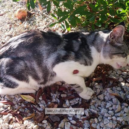 Photo 1/1 Found cat Found in Montpellier