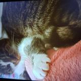 Picture of cat lost at Biesles