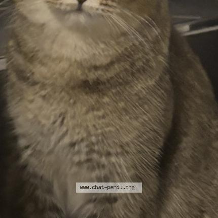 Photo 1/1 Luna Chat lost in Fouhren