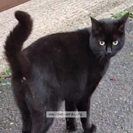 Photo 1/1 Snoopy Chat lost in Vaureal