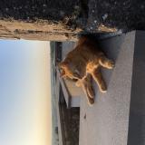 Picture of cat lost at Saint Martin Valmeroux