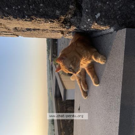 Photo 1/1 Ozzy Chat lost in Saint martin valmeroux