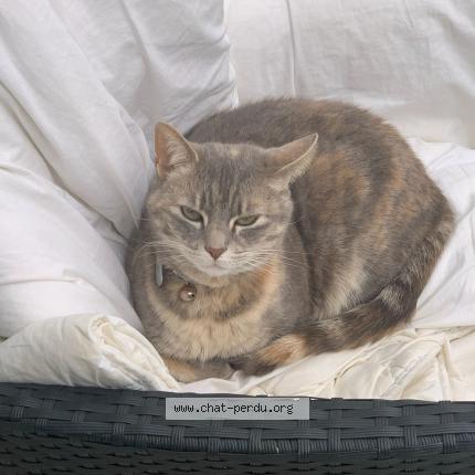 Photo 1/1 Mafi Chat lost in Rosny sous bois