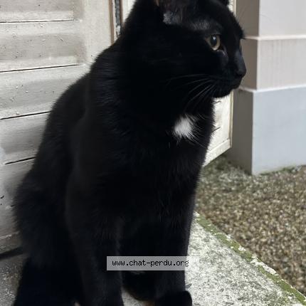 Photo 1/1 Pillow Chat lost in Lyon