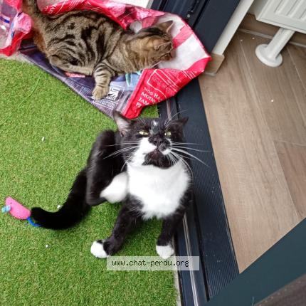 Photo 1/1 Macho Chat lost in Bruxelles