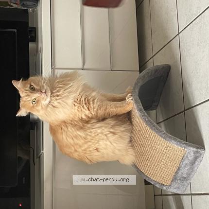 Photo 1/1 Kira Chat lost in Saint ave