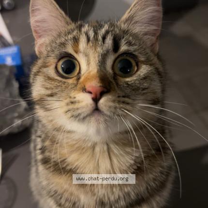 Photo 1/1 Willow Chat lost in Saint hilaire de brethmas