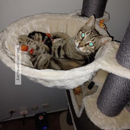 Photo 1/1 Oreo Chat lost in La chapelle saint mesmin