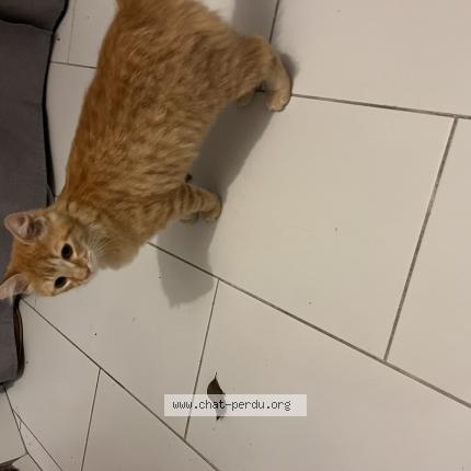 Photo 1/1 Found cat Found in Boissise le roi