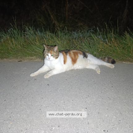 Photo 1/1 Na&iuml;sha Chat lost in Kerling les sierck