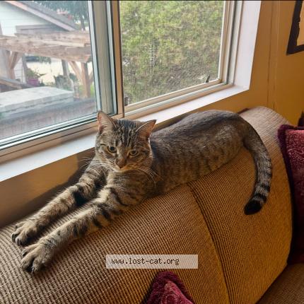 Photo 1/1 Willow Chat lost in Temecula