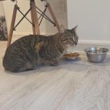 Picture of cat found at Caba