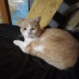 Picture of cat found at Montauban De Bretagne