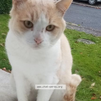 Photo 2/3 Found cat Found in Montauban de bretagne