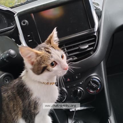 Photo 1/1 Found cat Found in Charleville mezieres