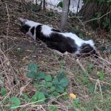 Picture of cat found at Lezennes