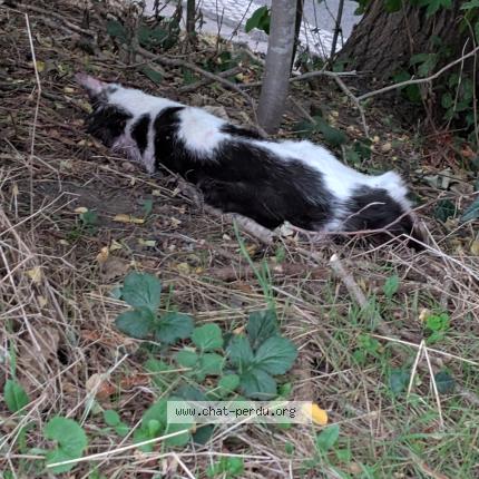 Photo 1/1 Found cat Found in Lezennes