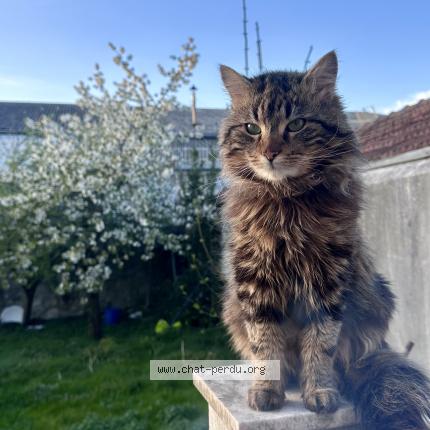 Photo 1/1 Mâchouille Chat lost in Drancy