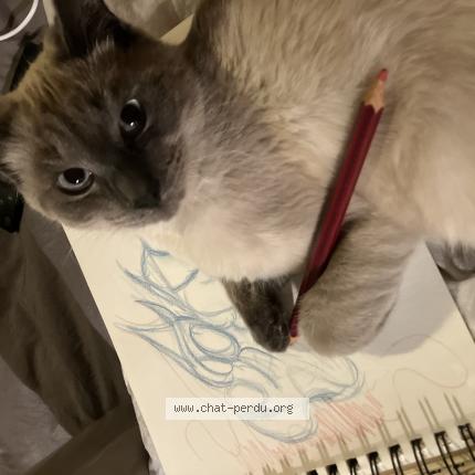 Photo 1/1 Luccia Fondriest Chat lost in Begles