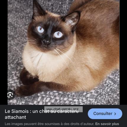 Photo 1/1 Found cat Found in Bruges