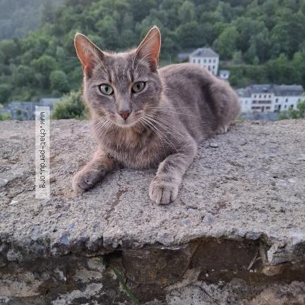 Photo 1/1 Hubert Chat lost in Bouillon