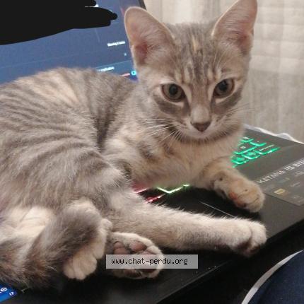 Photo 1/1 Crème Chat lost in Perigny