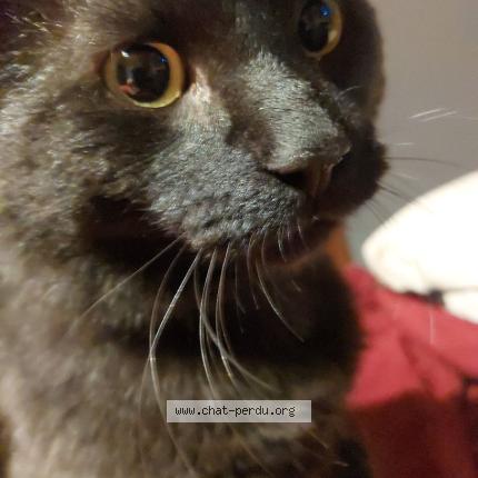 Photo 1/1 Reunited cat Lost in Bishopton