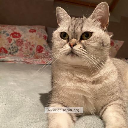 Foto 1/1 Kat teruggevonden Vermist in Merchtem