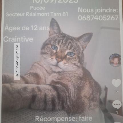 Photo 1/1 Vanille Chat lost in Realmont