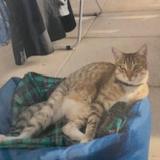 Picture of cat lost at Marseille