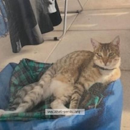 Photo 1/1 DORA Chat lost in Marseille