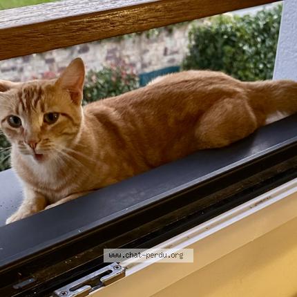 Photo 2/2 Johnny Chat lost in Anglet