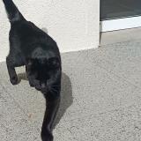 Picture of cat found at Cesson Sevigne