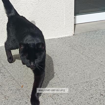 Photo 1/1 Found cat Found in Cesson sevigne