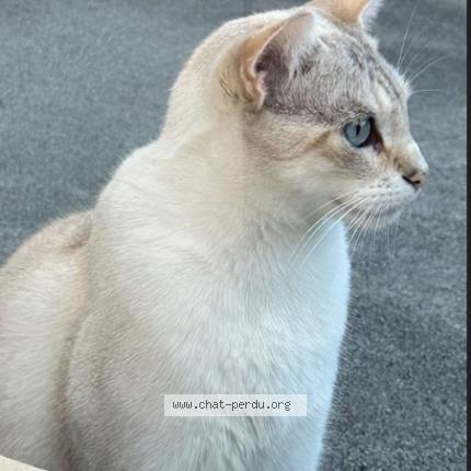 Photo 1/1 OLAF Chat lost in Besancon