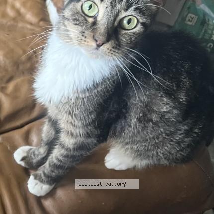 Photo 1/1 Izzy Chat lost in Hanahan