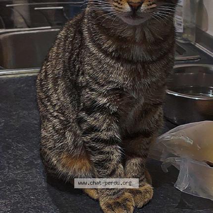 Photo 1/1 Boule de poile Chat lost in Dax