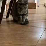 Picture of cat lost at Saint Thibault Des Vignes