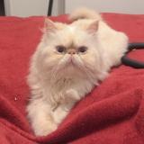 Picture of cat lost at Toulouse