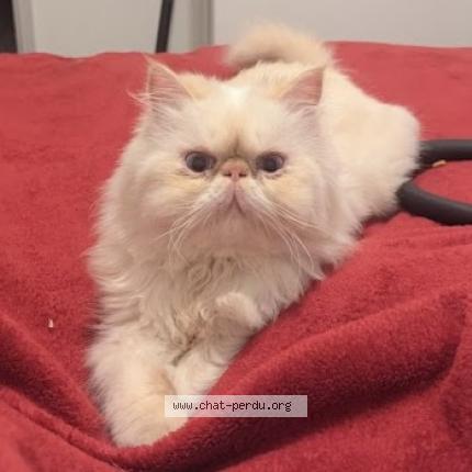 Photo 1/1 Louno Chat lost in Toulouse