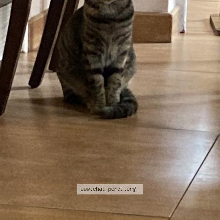 Photo 1/1 Yin Chat lost in Saint thibault des vignes