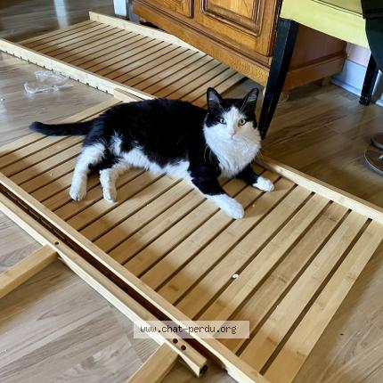 Photo 1/1 Loulou Chat lost in Villemandeur